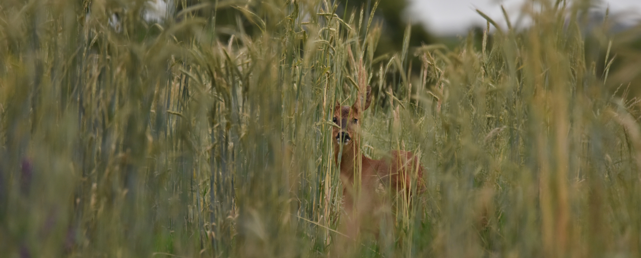 Van inventariseren naar hervormen: biodiversiteitsschadelijke subsidies op de politieke agenda