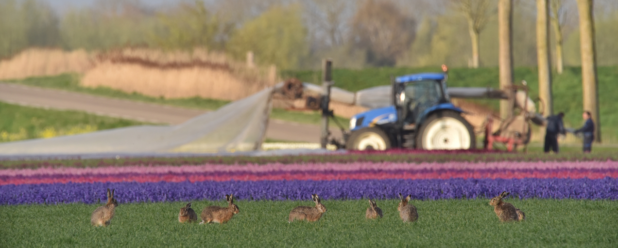 Verdienmodellen voor natuurinclusieve landbouw