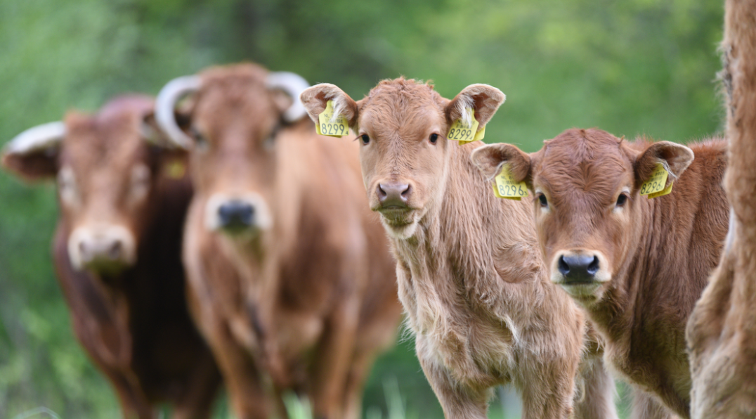 Stikstofpakket van het kabinet gepresenteerd: het platteland wacht een grote verbouwing – NRC