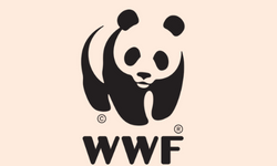 WNF Logo